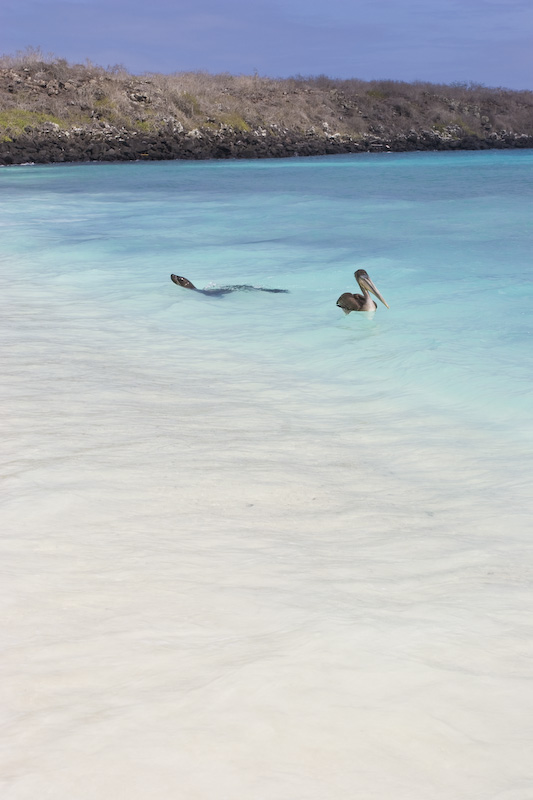 Galápagos Sealion And Brown Pelican In Surf